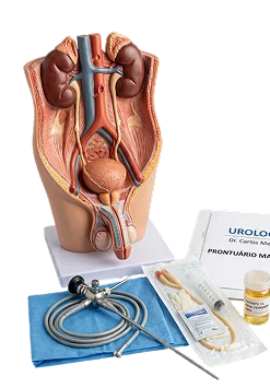 Modelo anatômico do trato urinário ao lado de materiais clínicos